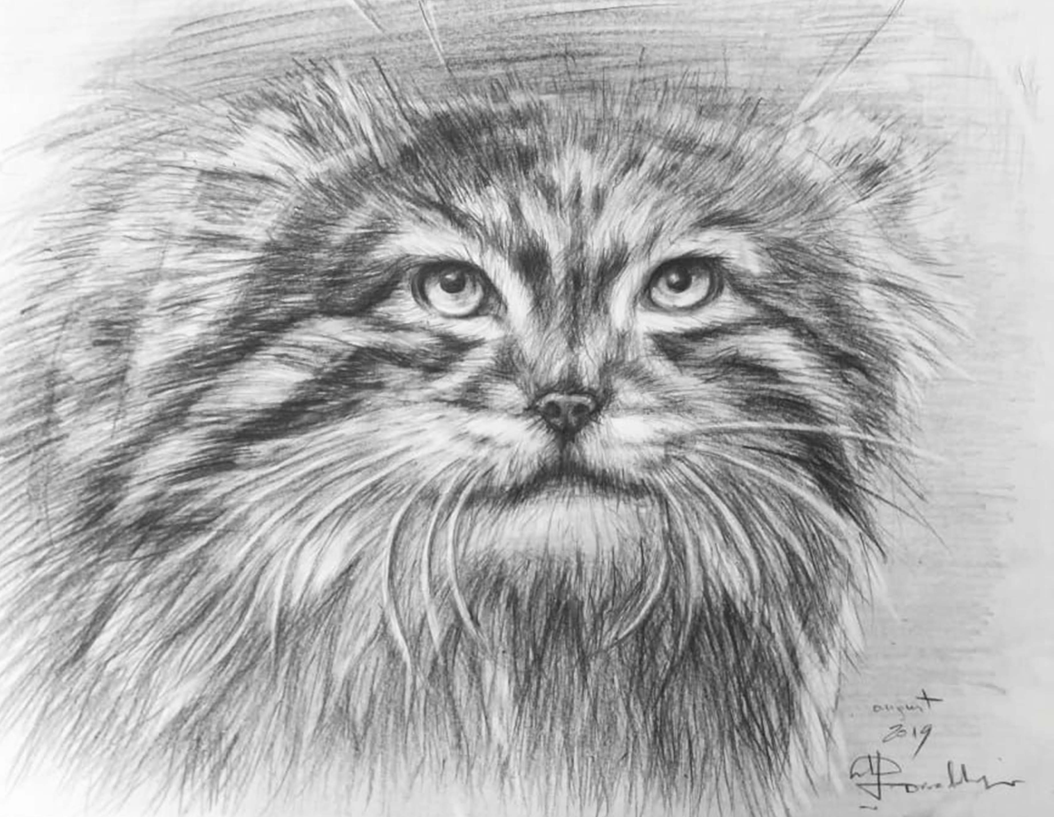 Manul picture